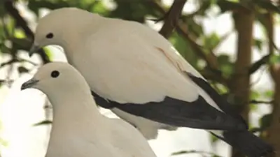 Pied Imperial Pigeon