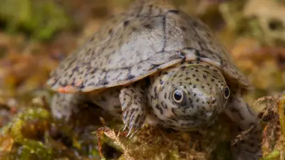 Razorback Musk Turtle