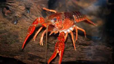 Red Swamp Crawfish