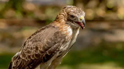 Red-Tailed Hawk