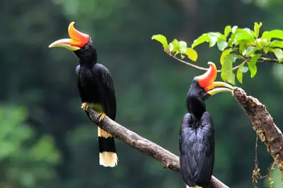 Rhino Hornbills on branch