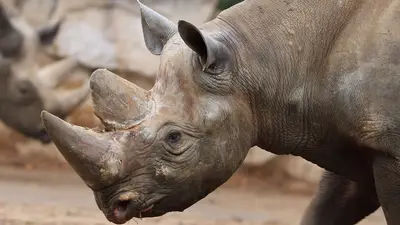 Eastern Black Rhinoceros