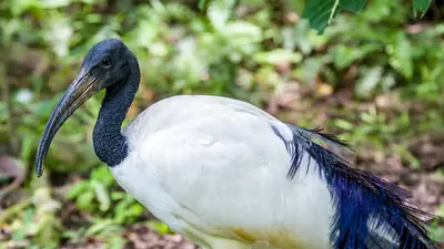 Sacred Ibis