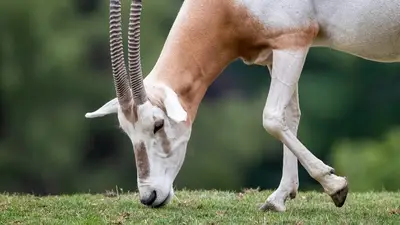 Scimitar-Horned Oryx