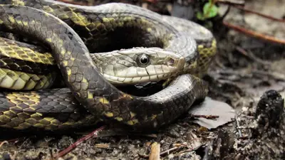 Grey Ratsnake
