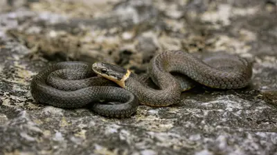 Ring-necked Snake