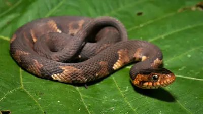 Broad-banded Watersnake
