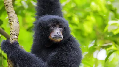 Siamang