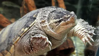 Common Snapping Turtle