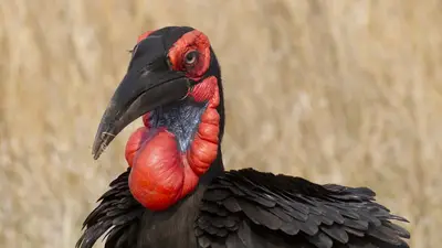 Southern Ground Hornbill