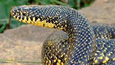 Speckled Kingsnake