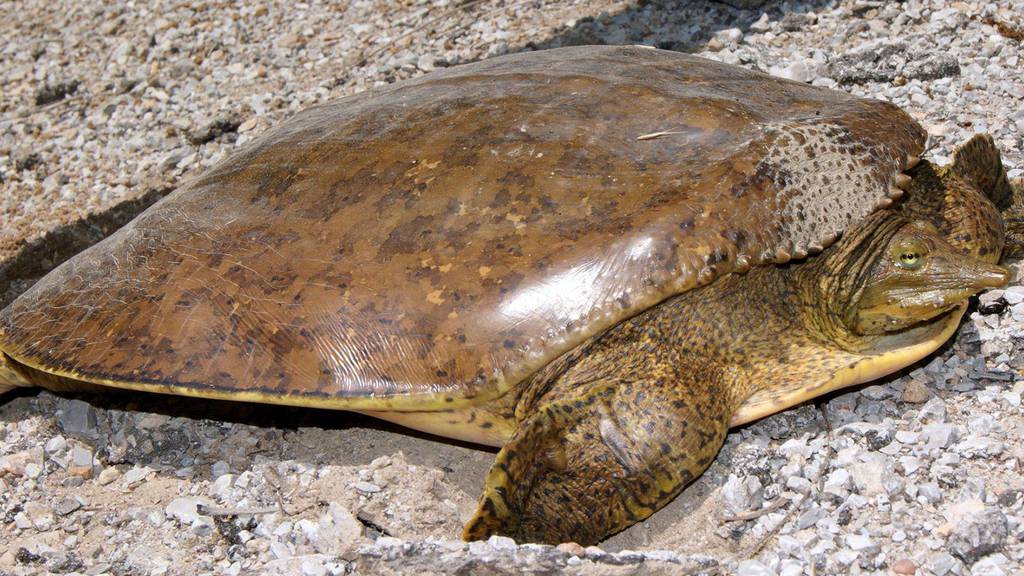 Spiny Softshell Turtle | BREC's Baton Rouge Zoo