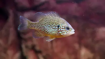 Sunfish