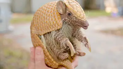 Southern Three-Banded Armadillo