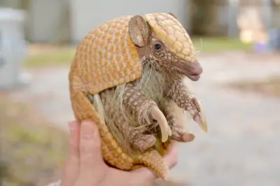 Three banded armadillo