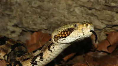 Timber Rattlesnake