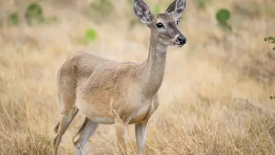 White-Tailed Deer