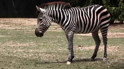 Plains Zebra