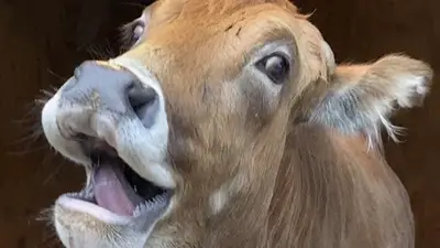 Miniature Zebu